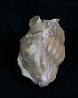 Baby Enrolled Asaphus Latus Trilobite #4177-1